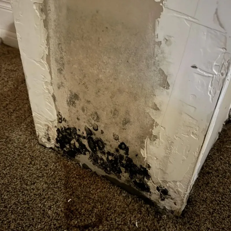 Professional Mold Removal in Goochland, VA